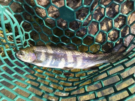 朽木渓流魚センタールアーフィールド